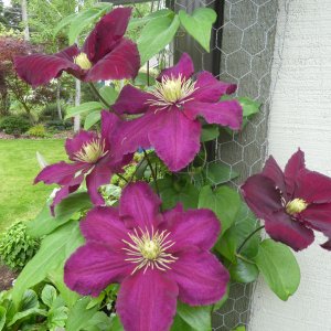 flower.jpg
