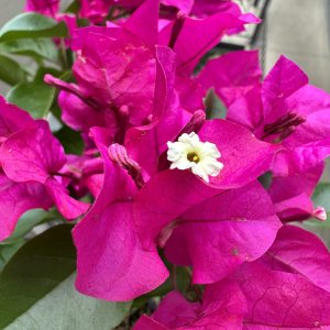 IMG_1349.jpeg