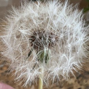 Dandelion.JPG