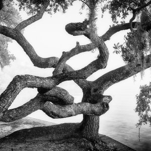 Crazy Tree.jpeg