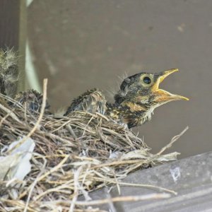DSCF1180.jpg