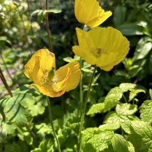 IMG_1349.jpeg
