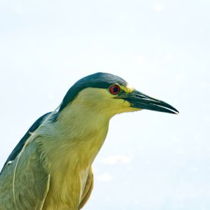 Black-Crowned Night Heron Closeup.jpeg