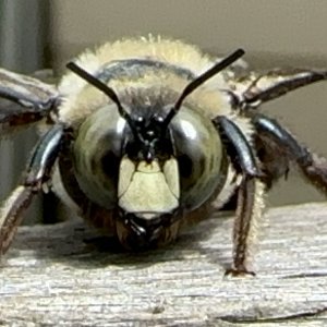 IMG_5017.jpeg