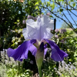 IMG_2018.jpeg