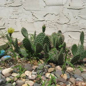 pricklypear.jpg