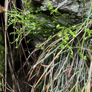 Asplenium septentrionale.jpeg