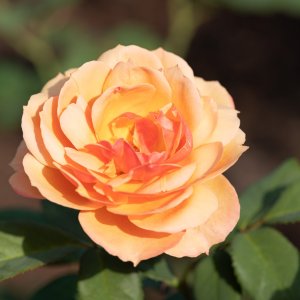 Leu Gardens - 2500px-9.jpg