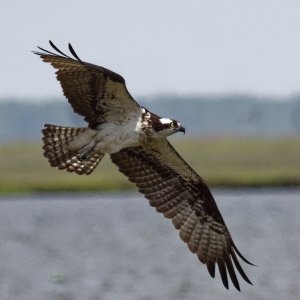 osprey22k.jpg