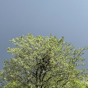 IMG_0534.jpeg