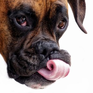 Tongue.jpeg