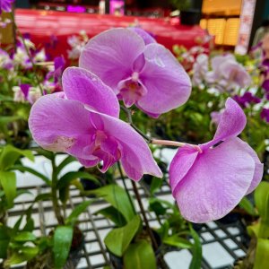 IMG_6810.jpeg