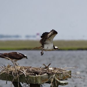 2ospreys22k.jpg