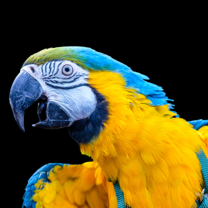 IMG_2023-5-22-090123.png