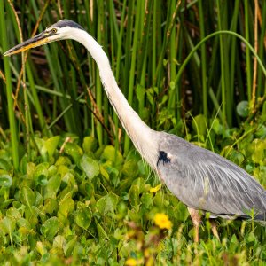 Wetlands May 23 - 2500px-6.jpg