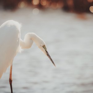 _DSC0978F.jpeg