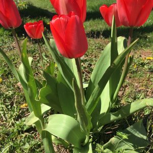 tulips.jpg