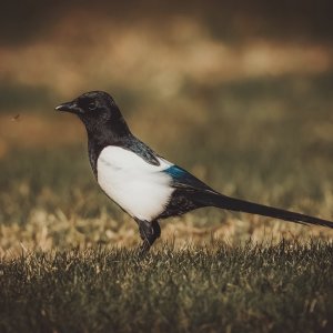 _DSC1579F.jpeg