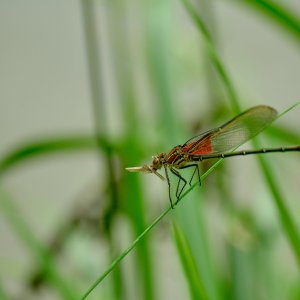 DSCF1285.jpg