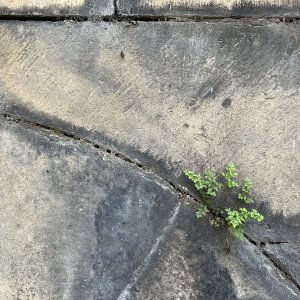 Wall-rue.jpeg