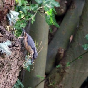 nuthatch.jpg