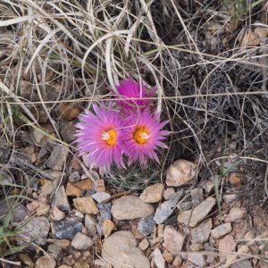 pink cactus.jpg