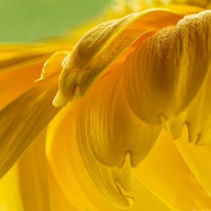 Petals.jpeg