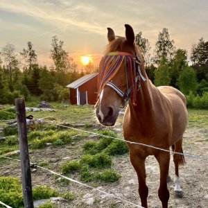 Sunset horse.jpeg