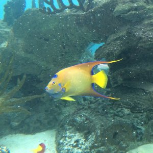 fish.jpg