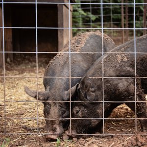 Week 21 Evening - Pigs.jpg