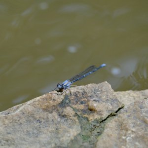 DSCF1279.jpg