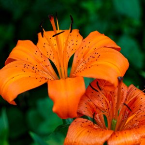Orange Lilies.jpeg