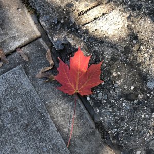 IMG_0163.jpeg