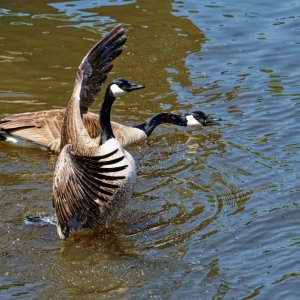 Heading Into Battle.jpeg