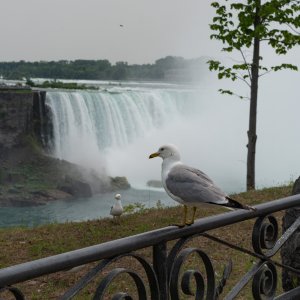 Niagra 2500px-111.jpg