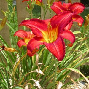lily1.jpg