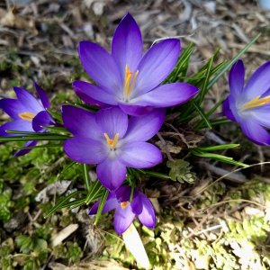 crocus3.jpg