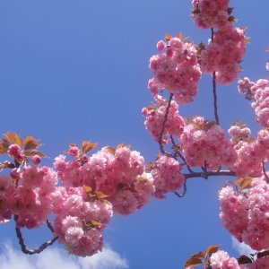 sakura2.jpg
