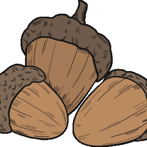 Acorns.png