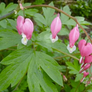 bleeding heart.jpg