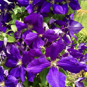 purple flower.jpg