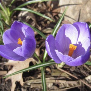 crocus.jpg