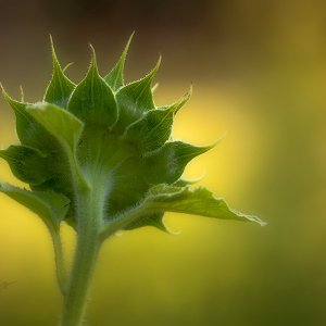 2018_IMG_2941_Sunflower.jpg