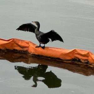 IMG_4913D.jpeg