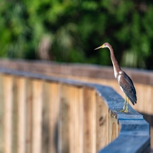 Wetlands June 2023 - 2500px-6.jpg