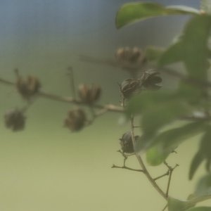 In the Hazy Light.jpeg