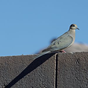 500_0433.jpg
