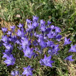 IMG_3716.jpeg