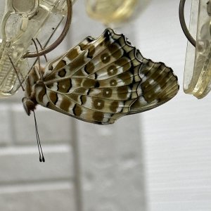 IMG_4925.jpeg