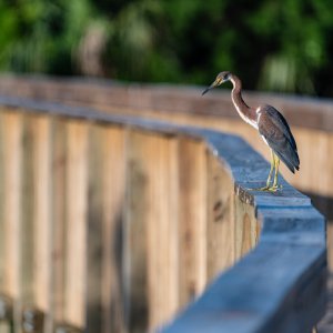 Wetlands June 2023 - 2500px-4.jpg